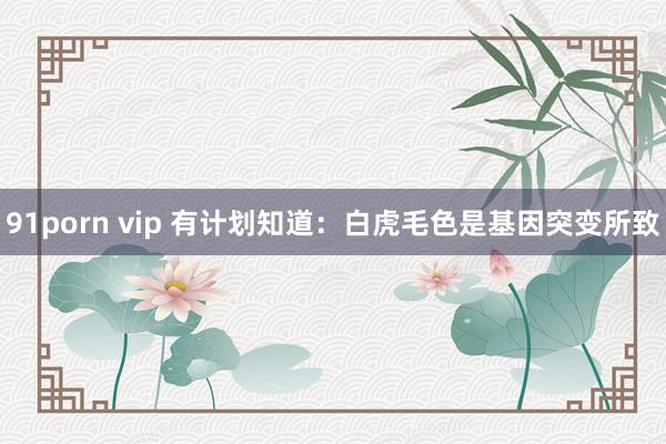 91porn vip 有计划知道：白虎毛色是基因突变所致